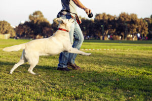 Dog Trainer